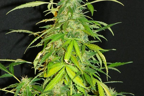 Kraken 23 at