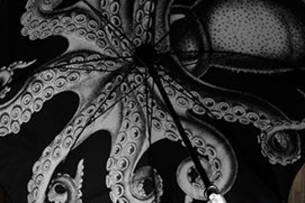 Kraken kraken link24 info