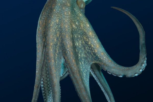 Кракен сайт kraken2