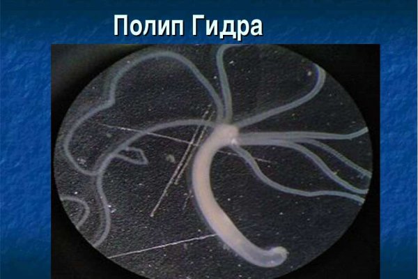 Кракен гидра
