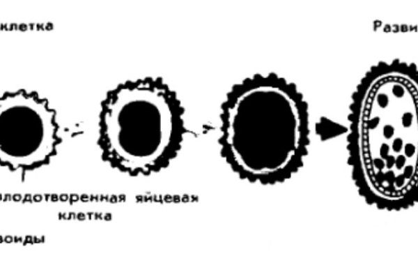 Кракен 16 at